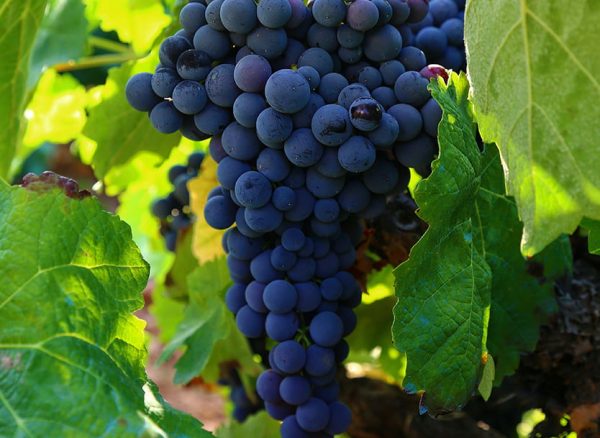 uvas-montes-de-toledo