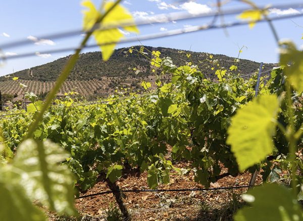 vinedos-montes-toledo