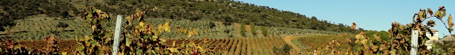 montes-toledo-fondo Vista de los Montes de Toledo